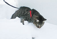 ���̏�̃M�U