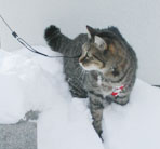 ���̏�̃M�U