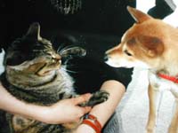 �`���R�Ƃ̑Ζ�