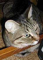 �������ڂ���M�U