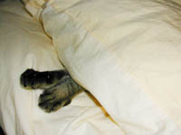 �N���b�N�l�R