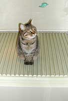 �����C�ł��낮�M�U