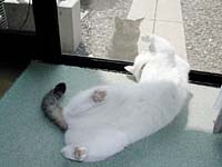 �O�̃l�R�Ƃ�����u����