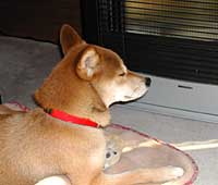 �X�g�[�u�̑O�̃`���R