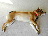 �����Ȃ肷������̃`���R