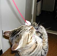 �P�����̃M�U