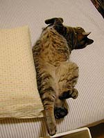 �䂪��ŐQ��M�U