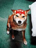 �ߕ��̃`���R