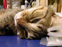 ���̏�̃M�U