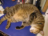 ���̏�̃M�U