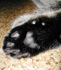 �т��ӂ��ӂ��̑��̗�