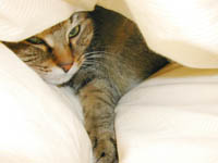 �N���b�N�l�R