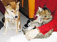 �M�U�ƃ`���R