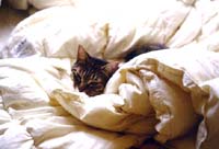 �H���z�c�ŐQ��M�U