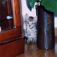 �䂪�Ƃɗ��������̃M�U