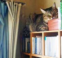 CD�P�[�X�̏�̃M�U