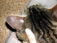 �����s���̃n�Q