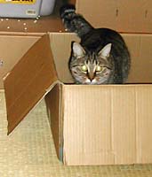 �i�{�[���ƋY���M�U