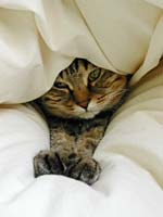 �z�c�ɂ���܂�M�U