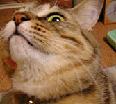 ���ɗ����Ȃ��q�Q