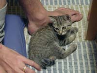 ������M�U