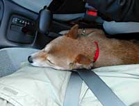 �Ԃł��낮�`���R