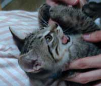 ���q�΃M�U