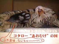 �m�}�`���񂿂̃R�^���E