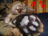 ���������̑��̗�