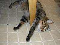 �����̋r