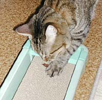 �܂����тƗV�ԃM�U