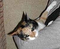 ���u���񂿂̃~�J��