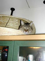 ����݂���