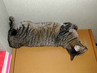 �l�p���Ȃ��ĐQ��M�U