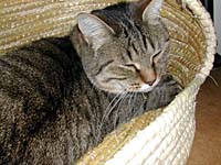 �˂�������ŐQ��M�U