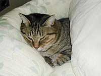 �z�c����o���Ȃ�