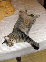 ���̎p���y�H