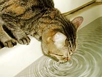 �����C�̂��������ރM�U