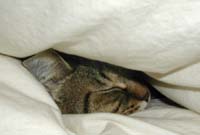 �C�����̗ǂ��H�z�c