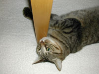 �e�[�u���̋r�Ƃ̐킢