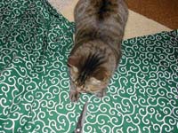 ���ɔ�т��M�U