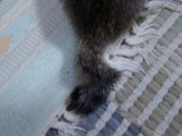 �M�U�̃V�b�|