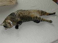 �s���R�ȑ̐�