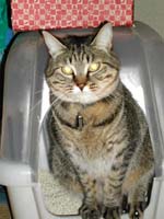 �M�U�̃g�C�����i