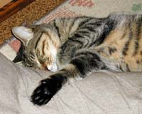 �~�����Ă���M�U