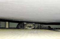 �x�b�g�̉��ł��낮�M�U