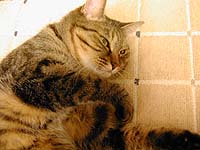 ���C�ɓ���̃z�b�g�J�[�y�b�g