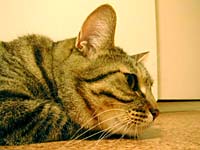 �ӋC���������M�U