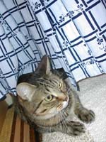 ���߂̉�����