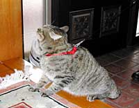 ������M�U